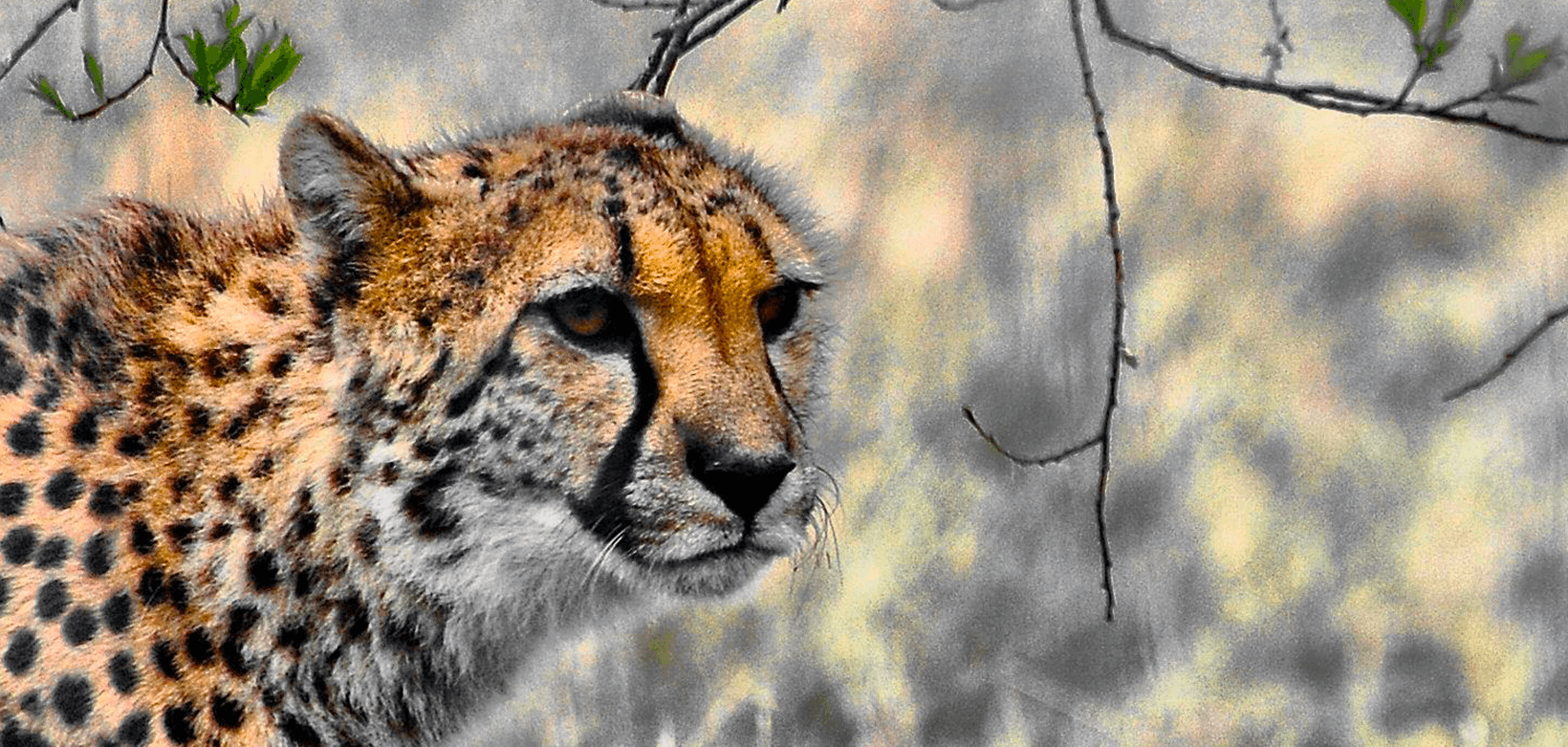 WordPressのキャッシュプラグイン WP Fastest Cache に大満足。