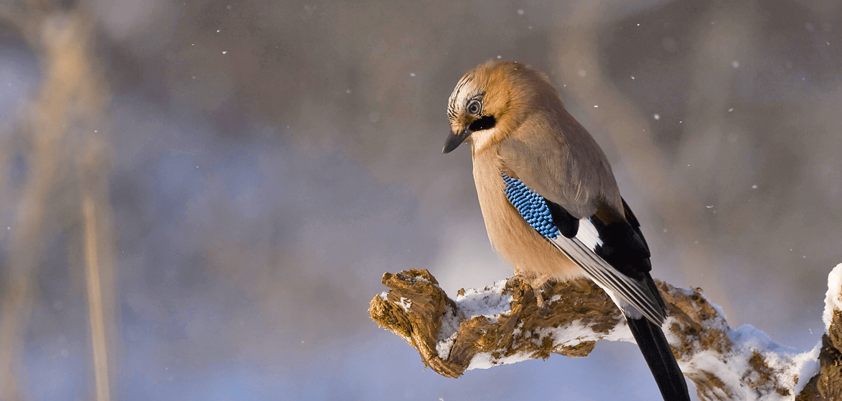 Twitter API キーを取得する