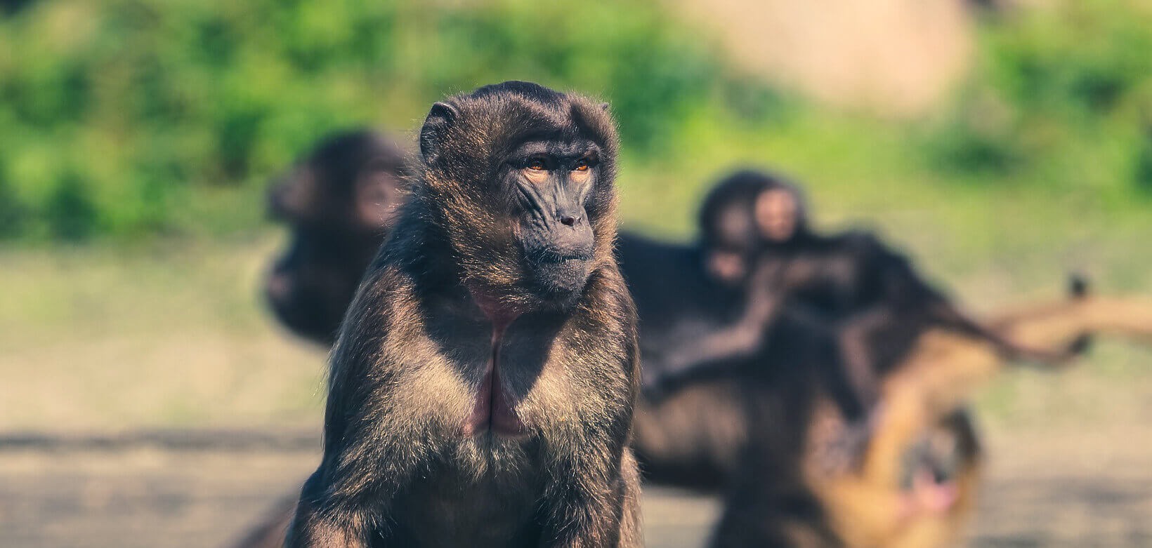 【React】webpackがエラーでコンパイルできない