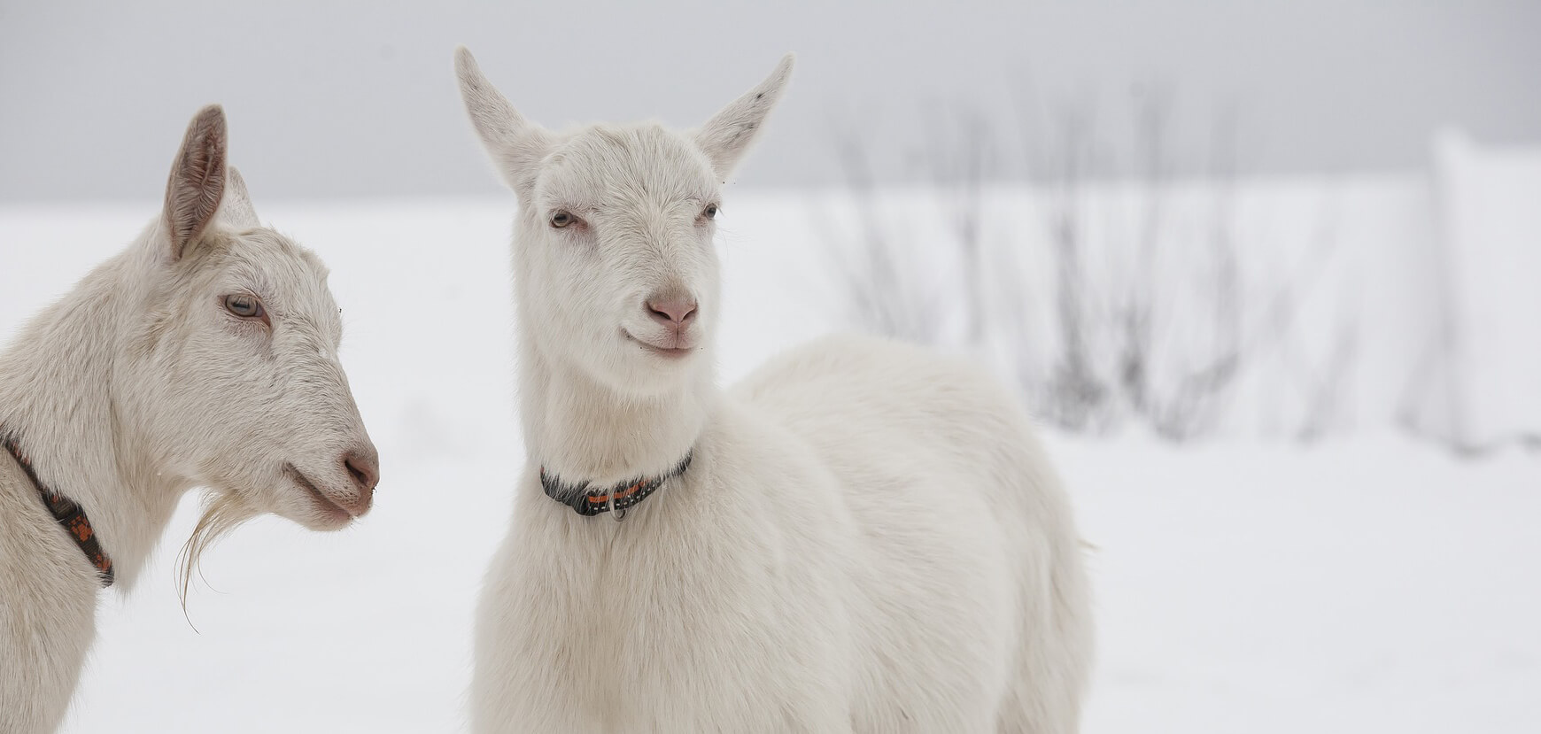 Virtualbox 5.2.6とVagtant 2.0.2 にアップデートしたら、変なエラーが